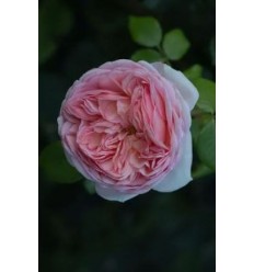 ROZE FLORIBUNDA MARIATHERESIA®