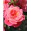 ROZE FLORIBUNDA MELUSINA®