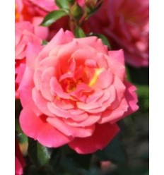 ROZE FLORIBUNDA MELUSINA®