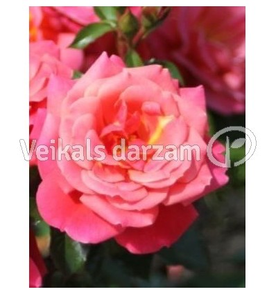 ROZE FLORIBUNDA MELUSINA®