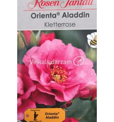 KĀPELĒJOŠĀ ROZE ORIENTA ALLADIN®