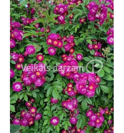 KĀPELĒJOŠĀ ROZE PERENNIAL BLUE®