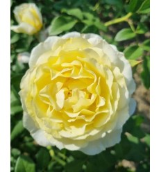 ROZE FLORIBUNDA JEAN ROBBIE®