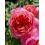 ROZE FLORIBUNDA LIONS CHARITY®