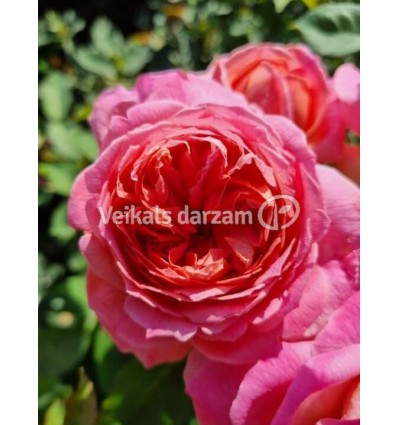 ROZE FLORIBUNDA LIONS CHARITY®