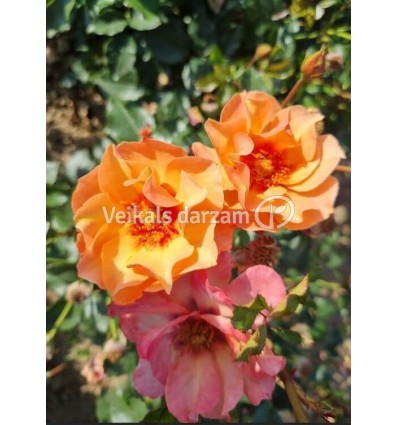 ROZE FLORIBUNDA PERSIAN SUN®