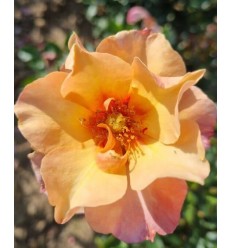 ROZE FLORIBUNDA PERSIAN SUN®