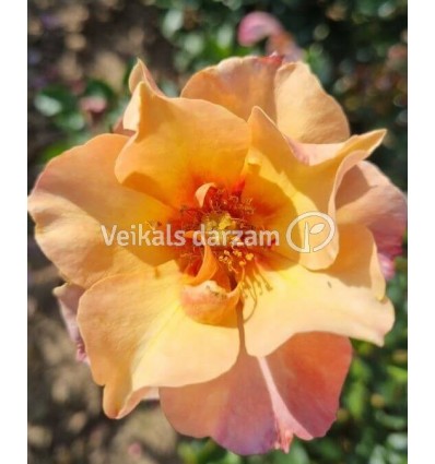 ROZE FLORIBUNDA PERSIAN SUN®