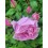 ROZE FLORIBUNDA PRINCESS CLAIRE OF BELGIUM®