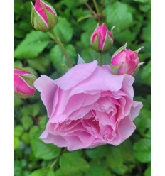 ROZE FLORIBUNDA PRINCESS CLAIRE OF BELGIUM®