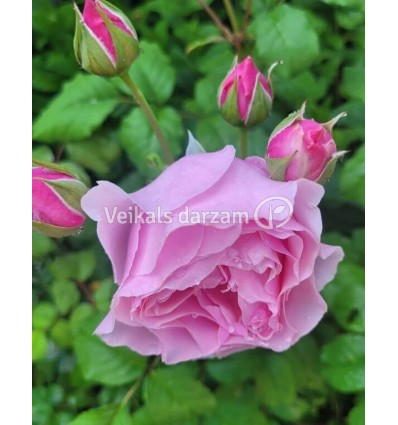 ROZE FLORIBUNDA PRINCESS CLAIRE OF BELGIUM®