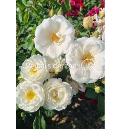 ROZE FLORIBUNDA TAXANDRIA®