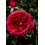 ROZE FLORIBUNDA RED LEONARDO DA VINCI®