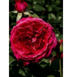 ROZE FLORIBUNDA RED LEONARDO DA VINCI®