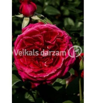 ROZE FLORIBUNDA RED LEONARDO DA VINCI®