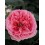 ROZE FLORIBUNDA ROSEMANTIC PINK®