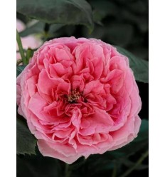 ROZE FLORIBUNDA ROSEMANTIC PINK®