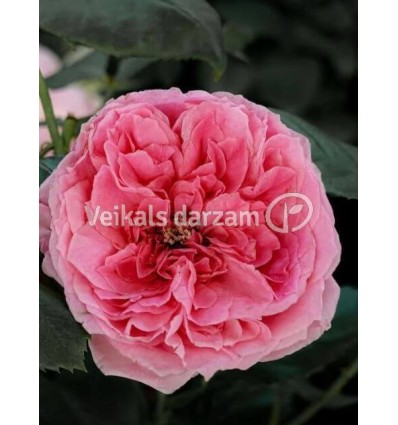 ROZE FLORIBUNDA ROSEMANTIC PINK®