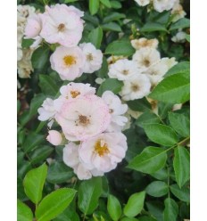 ROZE FLORIBUNDA CUKROWA WATA®