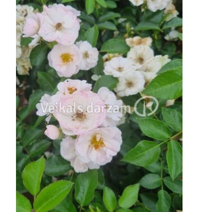 ROZE FLORIBUNDA CUKROWA WATA®