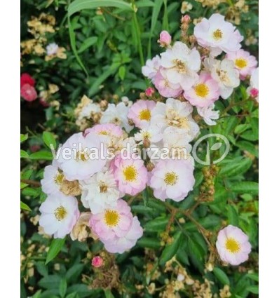 ROZE FLORIBUNDA CUKROWA WATA®