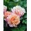 ROZE FLORIBUNDA PEGASUS®