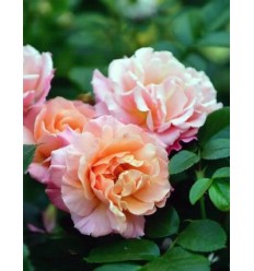 ROZE FLORIBUNDA PEGASUS®