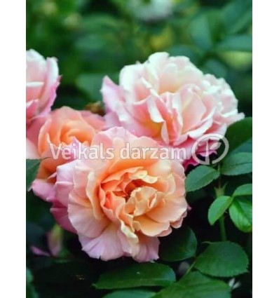 ROZE FLORIBUNDA PEGASUS®