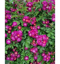 KĀPELĒJOŠĀ ROZE PERENNIAL BLUE® PA