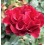 ROZE FLORIBUNDA HOMAGE A BARBARA