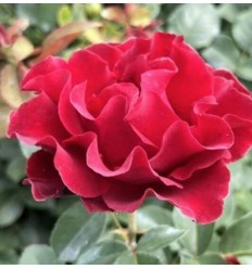 ROZE FLORIBUNDA HOMAGE A BARBARA