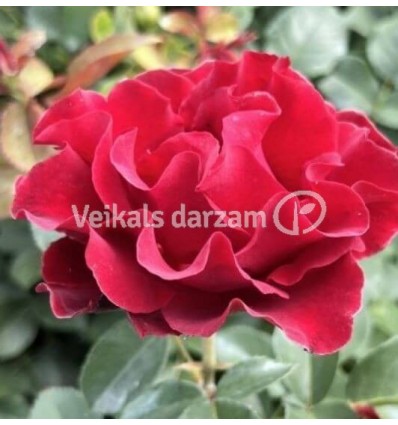 ROZE FLORIBUNDA HOMAGE A BARBARA