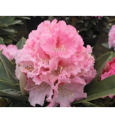 RODODENDRS EXCELSIOR