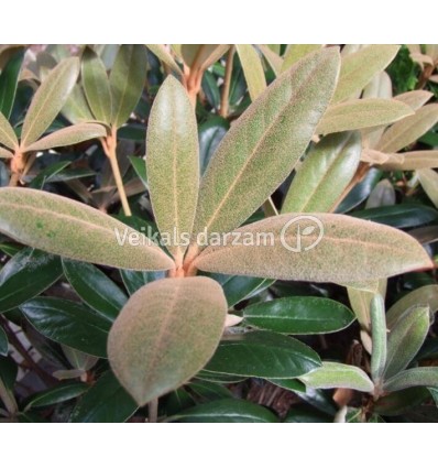 RODODENDRS HYDON VELVET