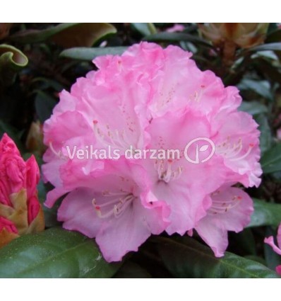 RODODENDRS VLADYSLAW LOKIETEK/ROYAL ROSY