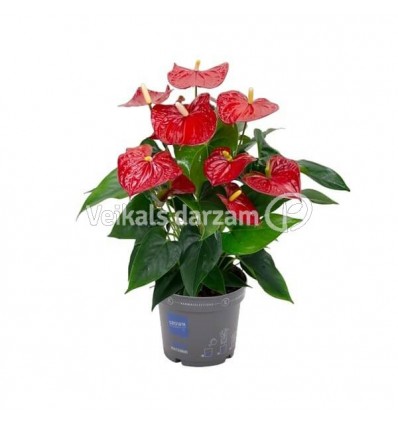 ANTŪRIJA (ANTHURIUM) KAMA RED 17Ø60H