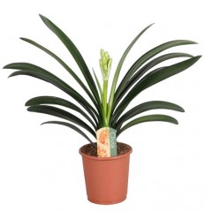 KLĪVIJA (CLIVIA MINIATA) 13Ø50H