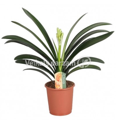 KLĪVIJA (CLIVIA MINIATA) 13Ø50H