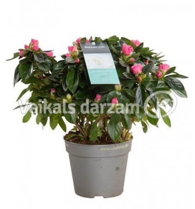 ACĀLIJA (RHODODENDRON) AIKO MIX 12Ø25H