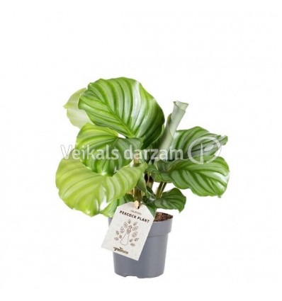 KALATEJA (CALATHEA ORBIFOLIA) 11Ø25H