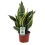 SANSEVJĒRA (SANSEVIERIA) SUPERBA 12Ø40H