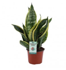 SANSEVJĒRA (SANSEVIERIA) SUPERBA 12Ø40H