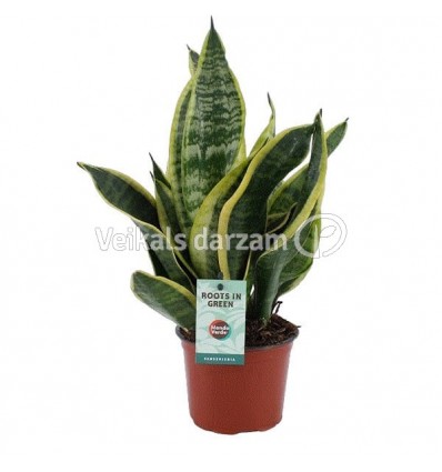 SANSEVJĒRA (SANSEVIERIA) SUPERBA 12Ø40H