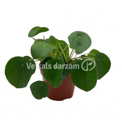 PILEJA (PILEA PEPEROMOIDES) 13Ø25H