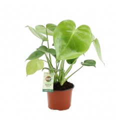 MONSTERA DELICIOSA 12Ø40H