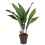 ASPIDISTRA (ASPIDISTRA ELATIOR) 17Ø70H