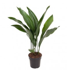 ASPIDISTRA (ASPIDISTRA ELATIOR) 17Ø70H