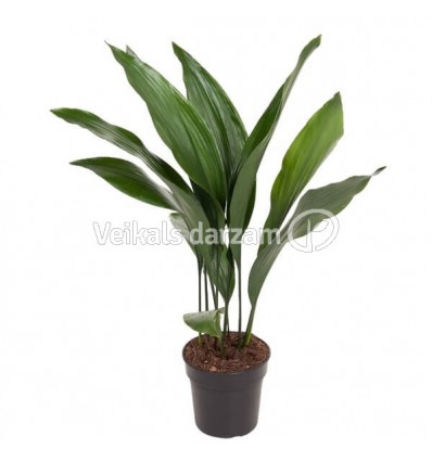 ASPIDISTRA (ASPIDISTRA ELATIOR) 17Ø70H