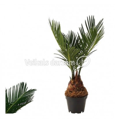 CIKA (CYCAS REVOLUTA) 6Ø25H