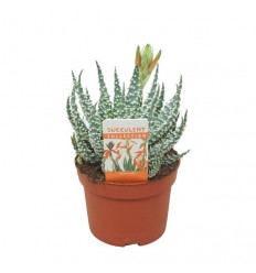 ALVEJA (ALOE HUMILIS) ZIEDS 10,5Ø25H